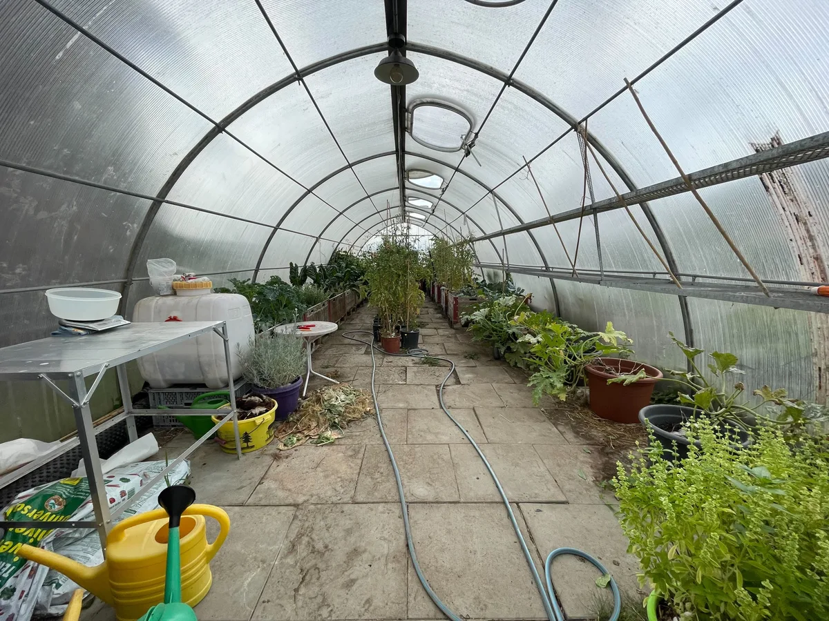 Bild von einem Treibhaus von innen mit Gemüse.